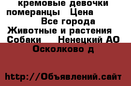 кремовые девочки померанцы › Цена ­ 30 000 - Все города Животные и растения » Собаки   . Ненецкий АО,Осколково д.